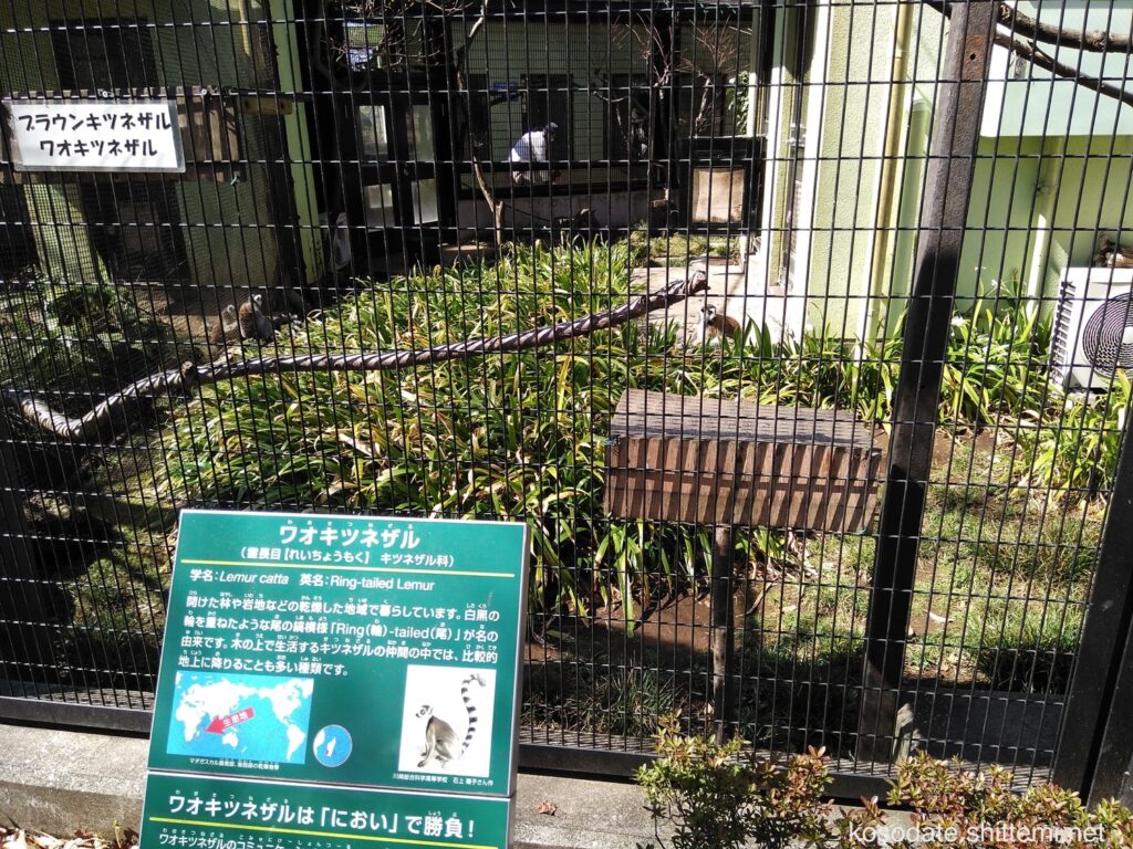 夢見ヶ崎動物公園　ワオキツネザル