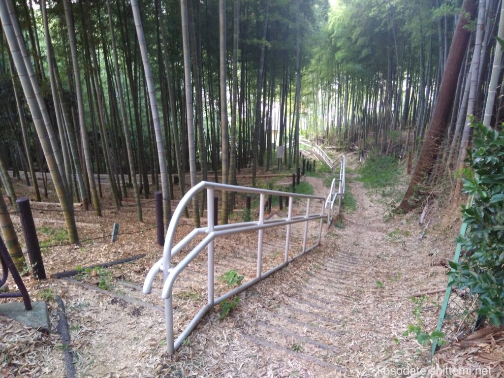 大塚・歳勝土遺跡公園 団地側の竹林