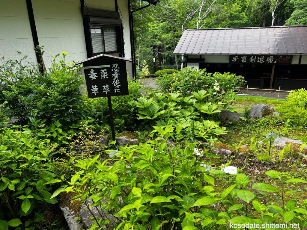 戸隠民俗館・戸隠忍法資料館・忍者からくり屋敷　忍者の使った薬草・毒草